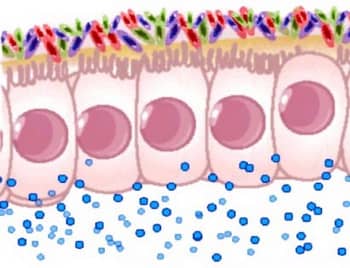 A bakteriális transzlokáció – mit tehetünk ellene?