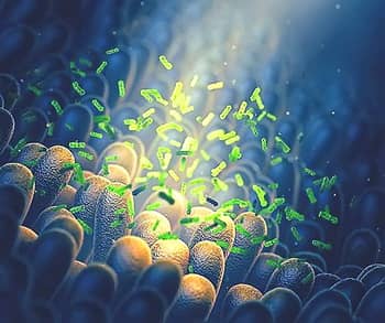 A dysbiosis megelőzésének lehetőségei – Az epebetegségek és a microbiom