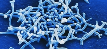 Ismeretlen ismerősök – a probiotikus baktériumok közti lényeges különbségekről