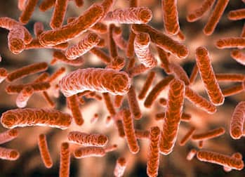 A probiotikumok szerepe a terápiában – szimbiózisban a baktériumokkal