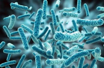 Tudatmódosító baktériumok az emberi bélflórában